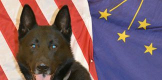 Brownsburg police K9 fatally struck by car after escaping enclosure